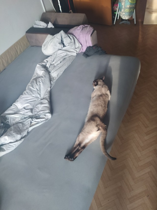 Эти забавные животные