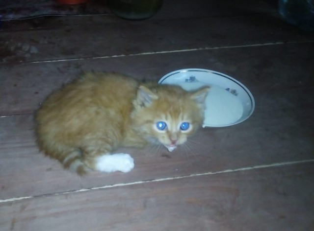 Котовторник