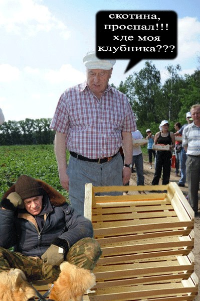Как Жириновский на клубнике был
