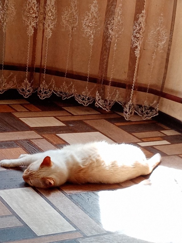 Эти забавные животные