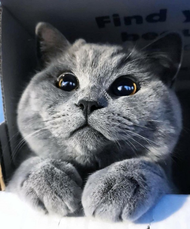 Коты они такие