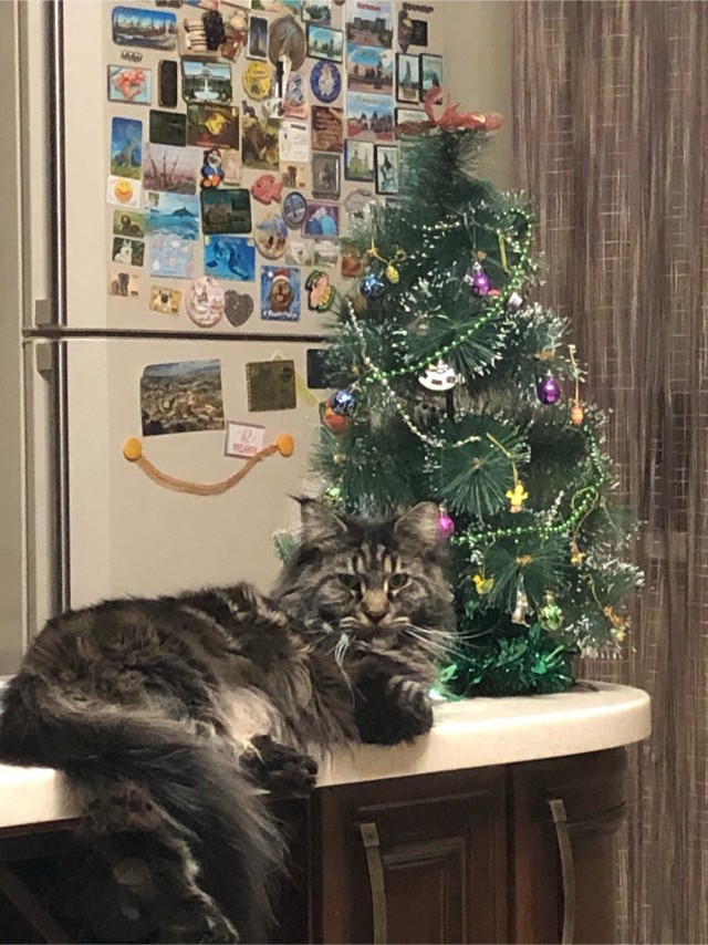 Котовторник. Мои котейки
