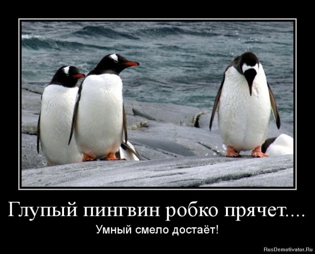 Некрофилы, проститутки и виртуозные метатели говна: самые безумные факты о пингвинах