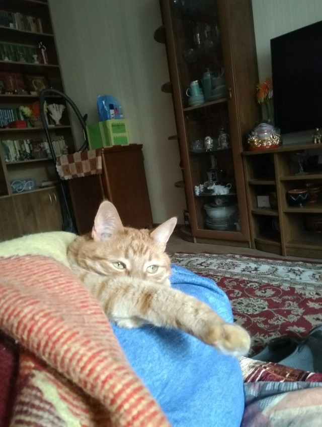 Котовторник. Добавляйте своих
