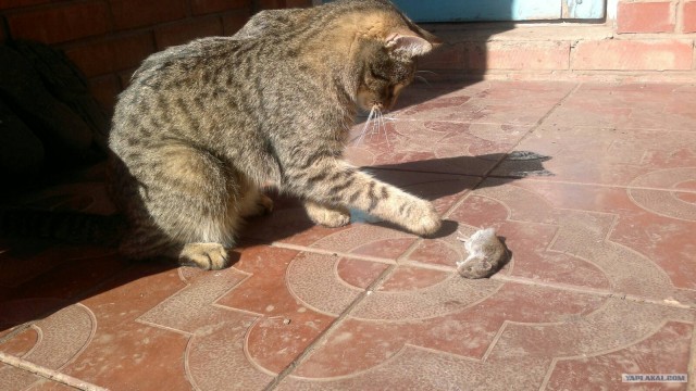 Пойграй с бурундуком