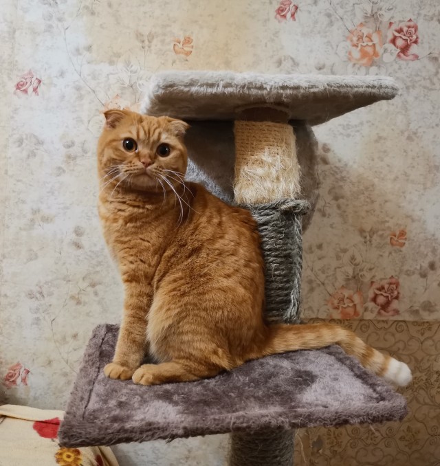 Котовторник же!
