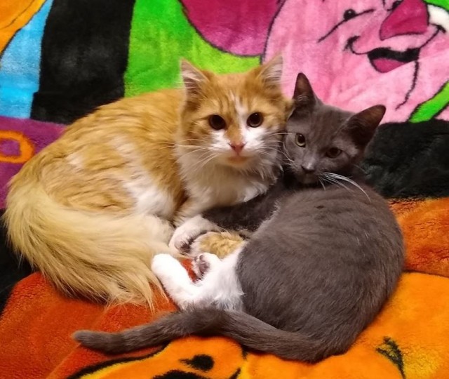 Коты в США