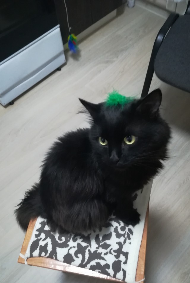 Коты в США - 2