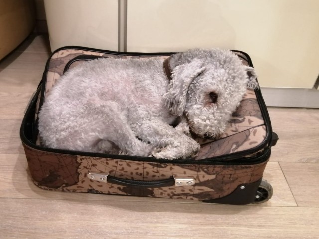 Подборка диких помесей собак