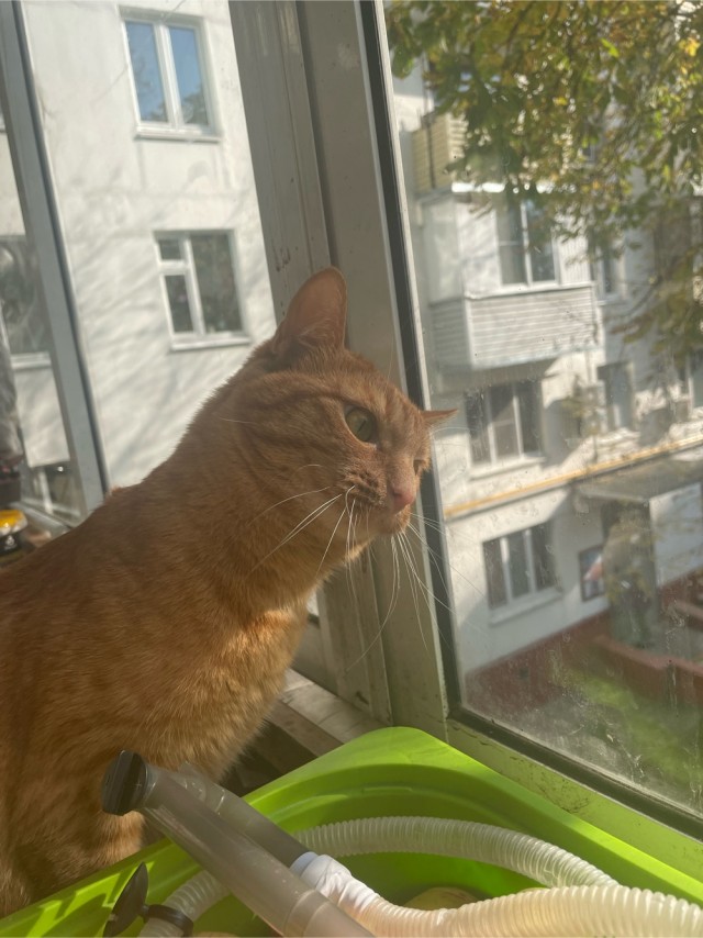 К котовторнику