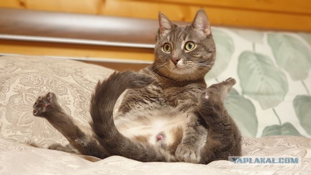 Котовторнику быть