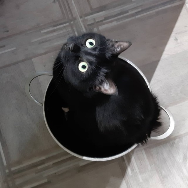Вторник. Котэ. Пора