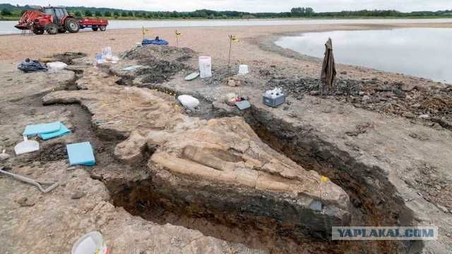 Крупнейшего «морского дракона» обнаружили в Великобритании
