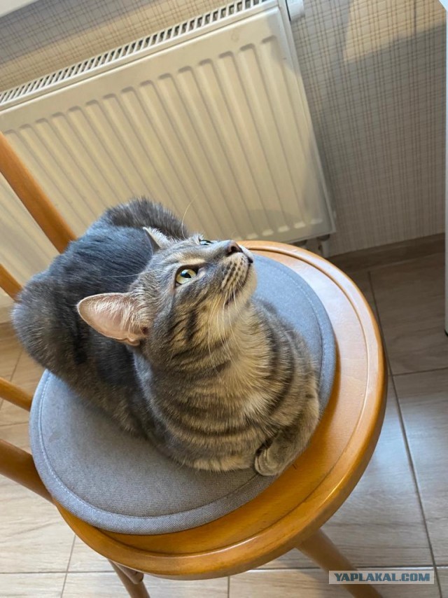 Котовторник 25.01.22