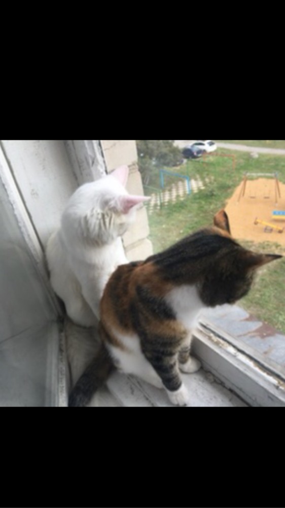Милота котовторника