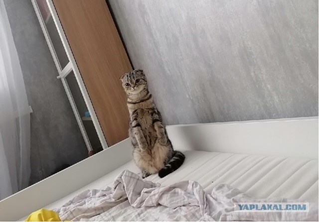 Котовторнику посвящается