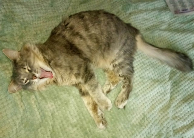 Котовторник - по расписанию!
