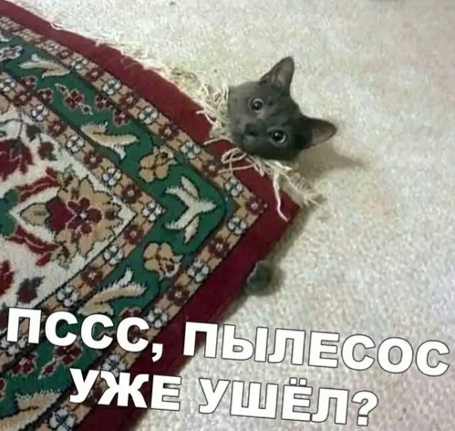 Кот и пылесос