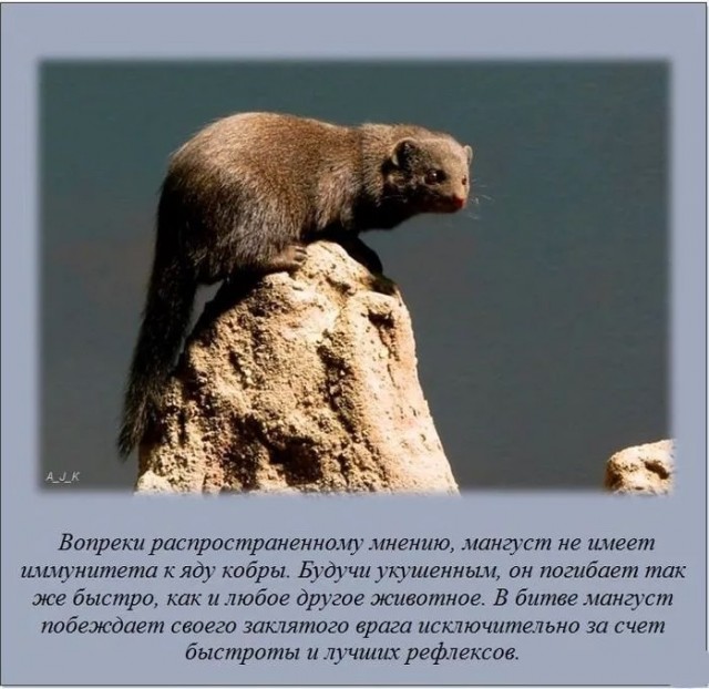 70 удивительных фактов