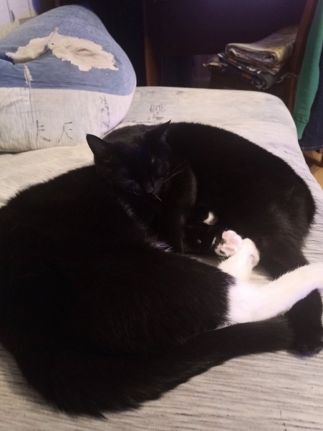 Котовторник ведь начался!