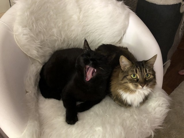 Александра к котовторнику!