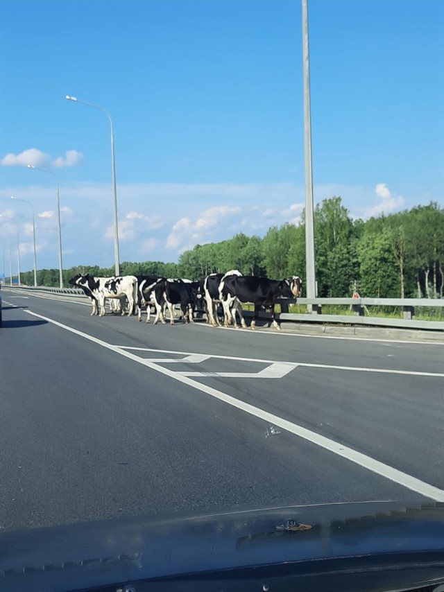 Можно ли давить уток?