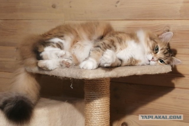Котовторник 1.11.22