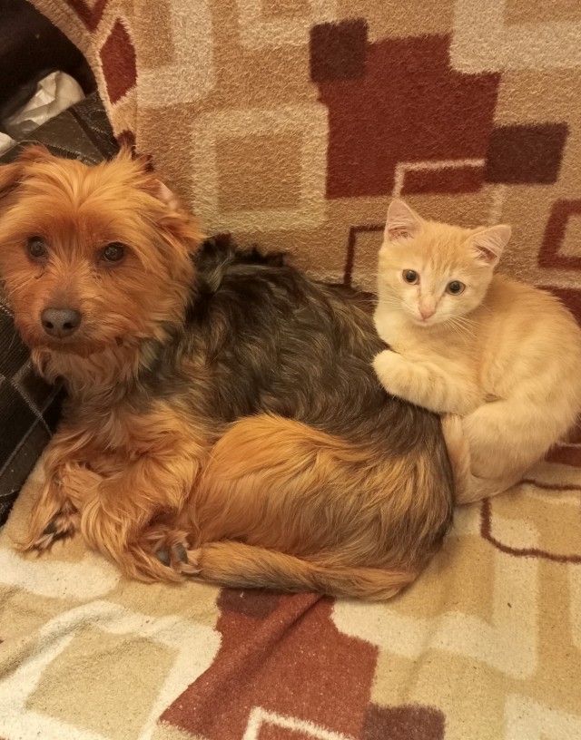 Котовторник, пополнение