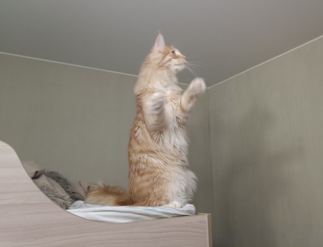 Кошка