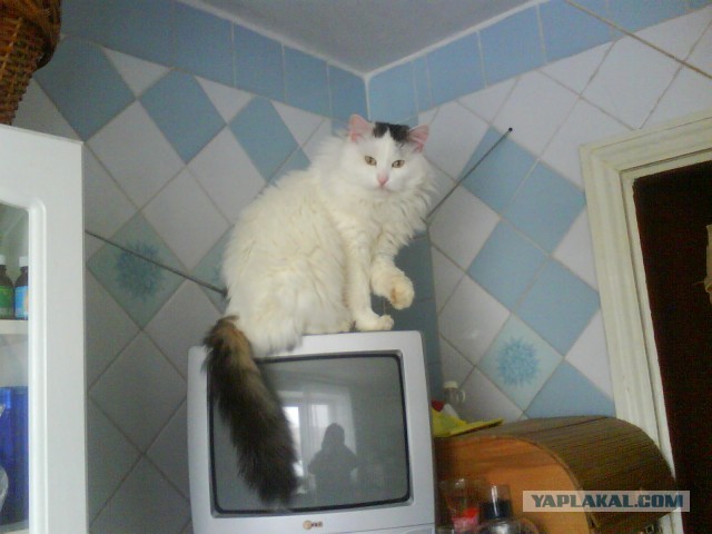 Котовторник 26.03.2013