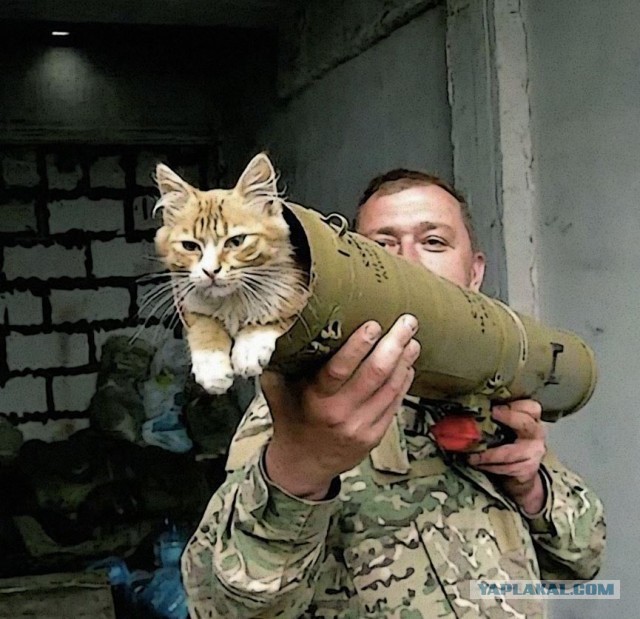 Тактический кот.