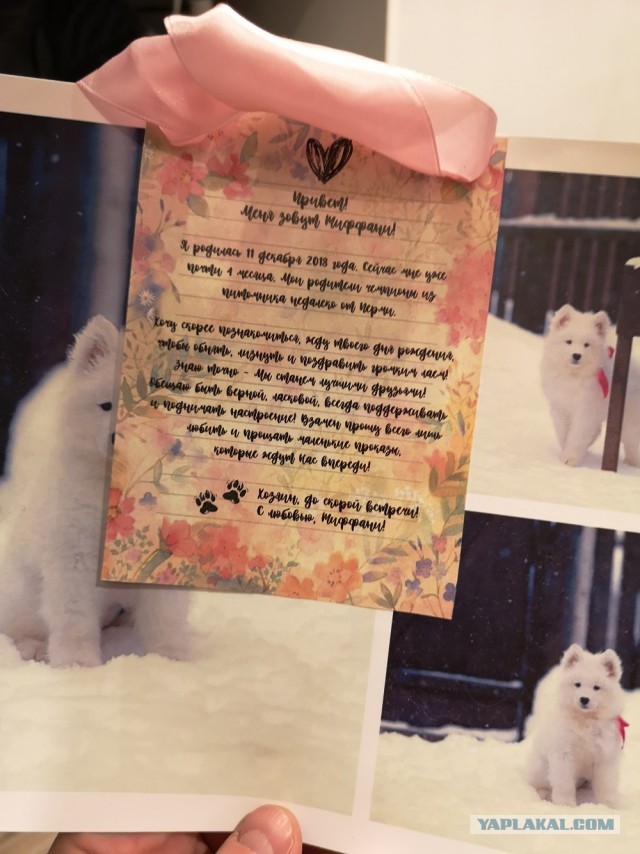 Жизнь самоеда Тиффани