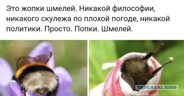 Колесо Сансары