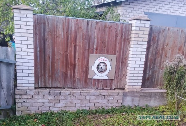 Белка или Стрелка?