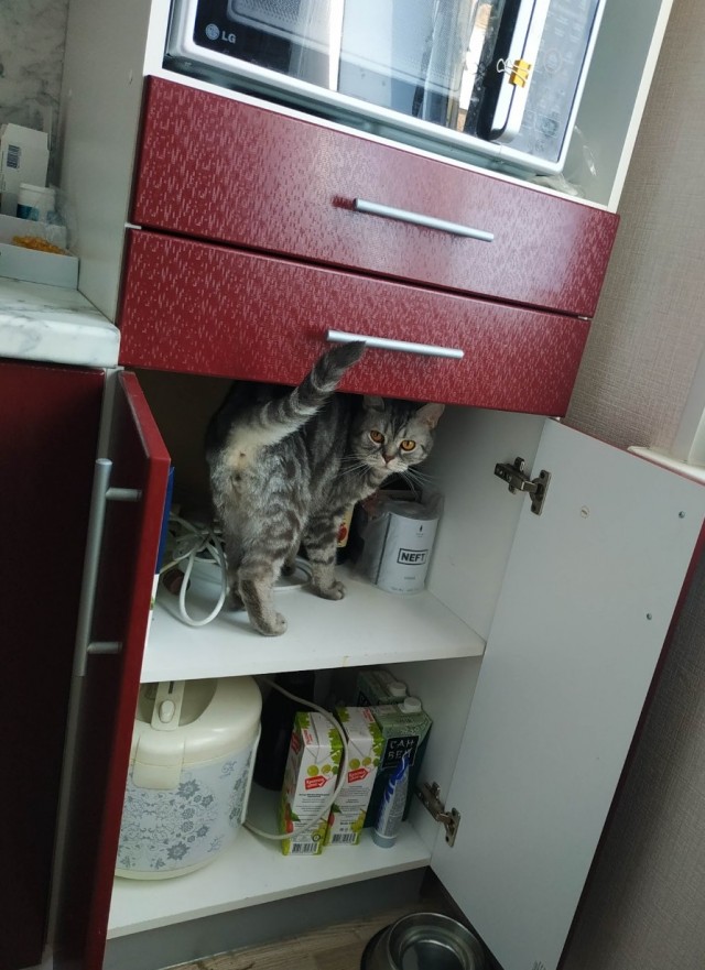 Юбилей кота 09.ХII.2013