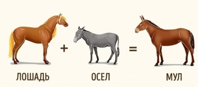 Не гоняйте, пацаны