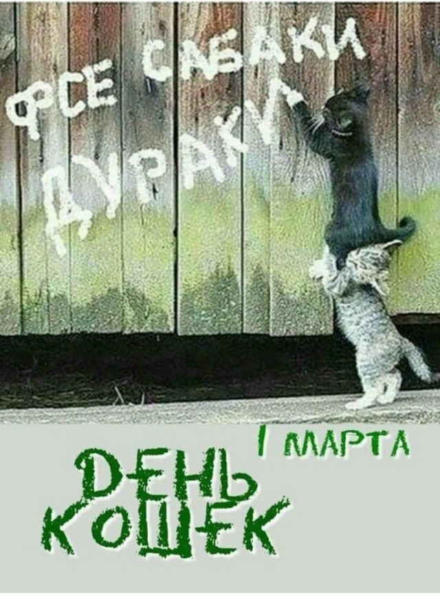 Жизнь домашнего приюта для котеек 485