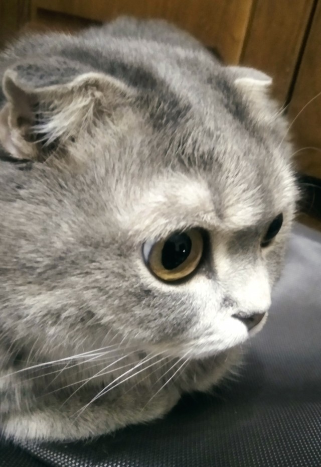 А в следующей жизни я хотел бы быть котом