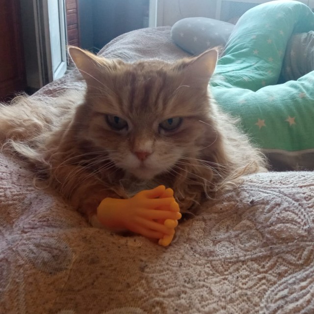 Котовторник 09.04.24