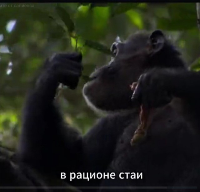 Хитроумная охота на тонкотелых