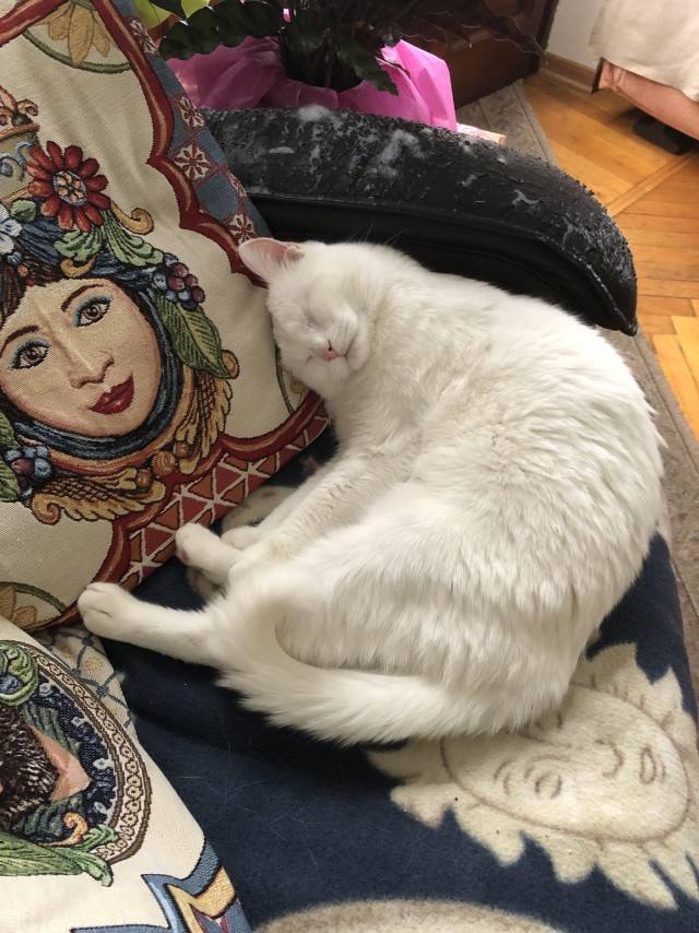 Слепоглухая кошка