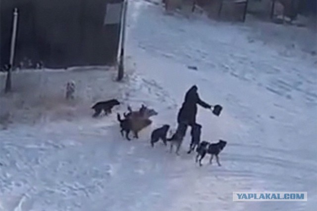 Под Новосибирском нашли собак, которые насмерть загрызли женщину