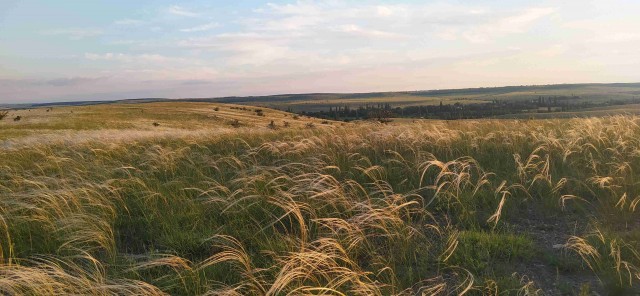 Донская степь