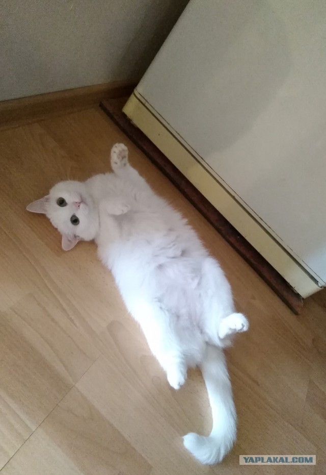 Котовторник
