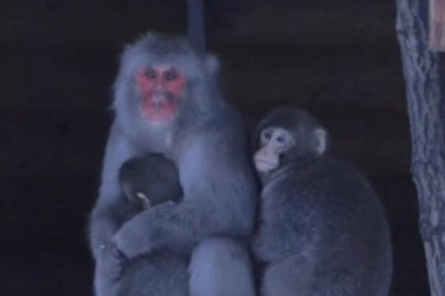 Густой подшерсток и запас жира