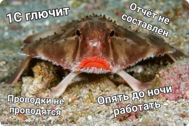 Нетопыря Дарвина 