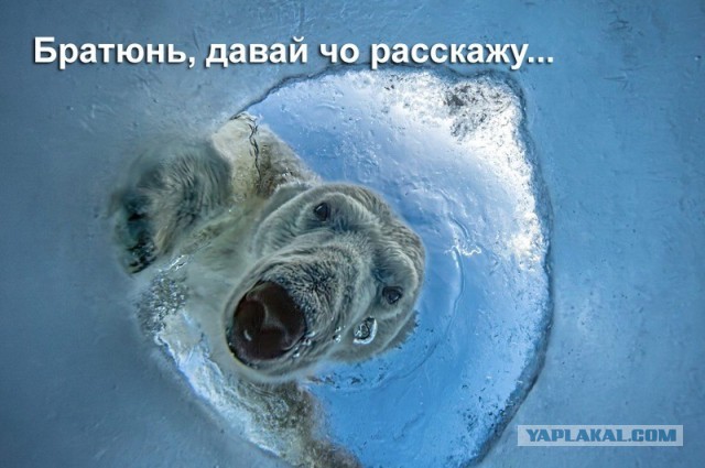 Белого медведя сняли «глазами тюленя» — фотография победила в BigPicture 2026