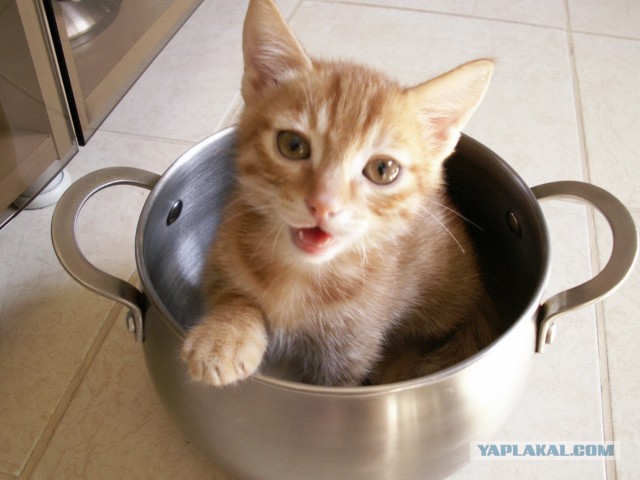Мне два ведра кошек, пожалуйста...