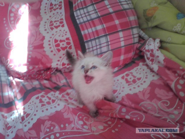 Котовторник 17.09.2013