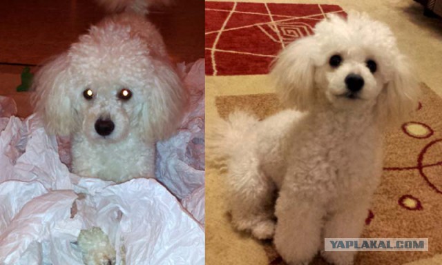 О, my dog